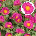 Bild von Portulaca P12 Fuchsia